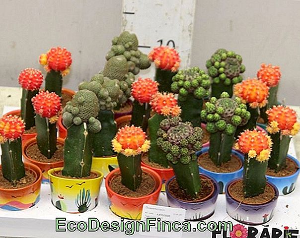 Cactus Colorati