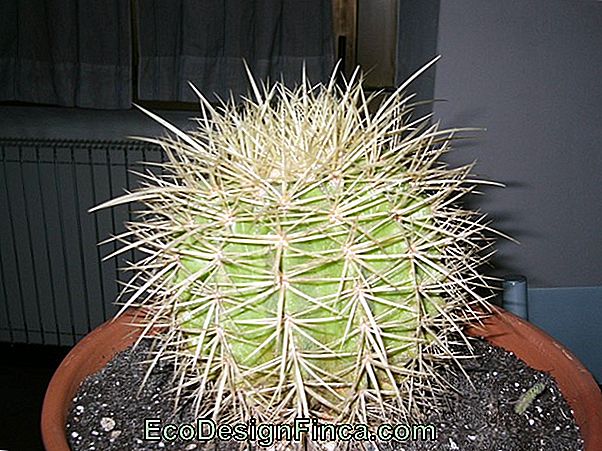 Miti Su Cactus E Succulente Che Devi Conoscere