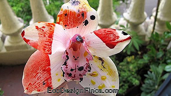 Orchidee: Incontra Le Specie Più Rare Al Mondo!