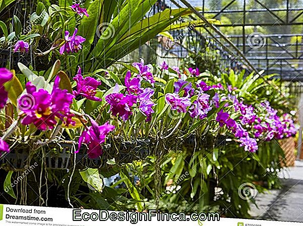 Orchid-Grapete: Aroma E Bellezza In Giardino