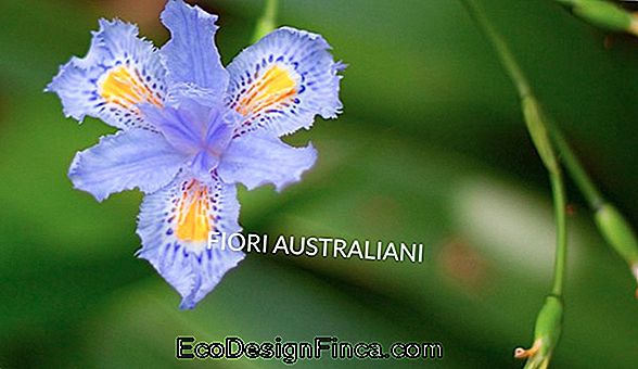 Fiori Selvatici Dall'Australia
