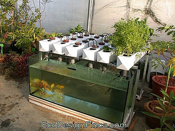 Aquaponics: Da Dove Cominciare