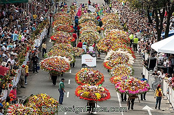 Festival Dei Fiori A Ivoti