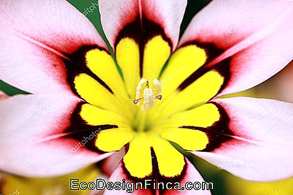 Fiore Arlecchino (Sparaxis Tricolore)
