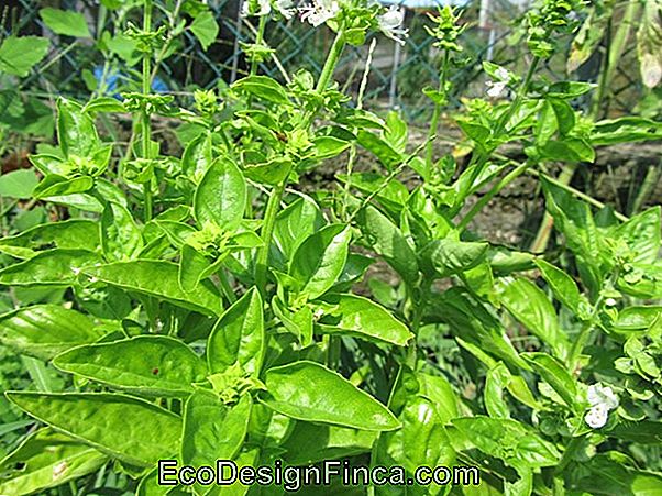 Come Piantare Il Basilico (Ocimum Basilicum)