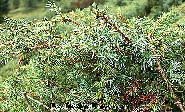 Ginepro (Juniperus Communis L.)