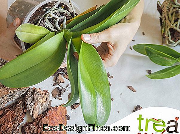 Spazi Per Orchidee - Orchidee Al Chiuso