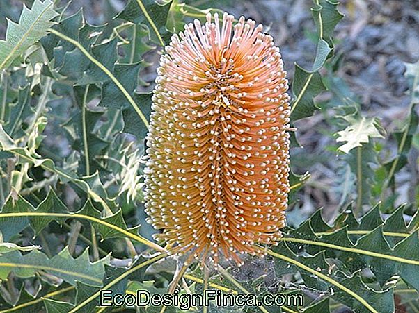 Protea Banksia, Gizemli Ve Ortaklarından Çok Farklı Bir Çiçek