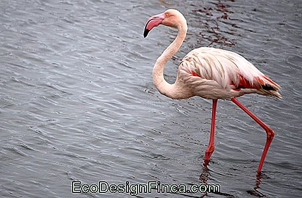„Flamingo“ Šalis: Kūrybiški Patarimai, Skirti Dekoruoti Ir Gauti Su Šia Tema