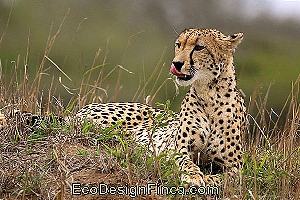 Cheetah Dekoravimas: 65 Audinio Naudojimo Pavyzdžiai