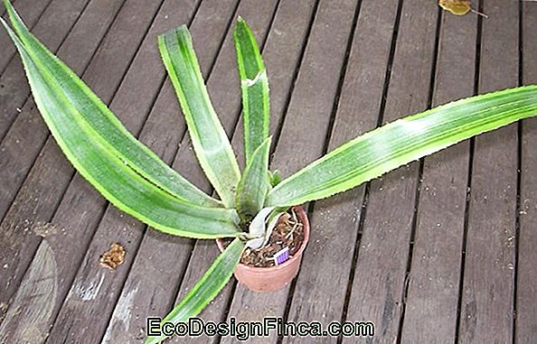 Bromeliad Billbergia