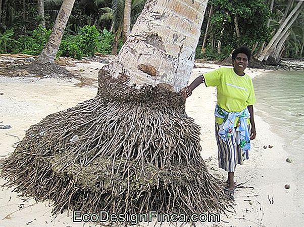 „Coconut Roots“ Sukeltas Pažeidimas