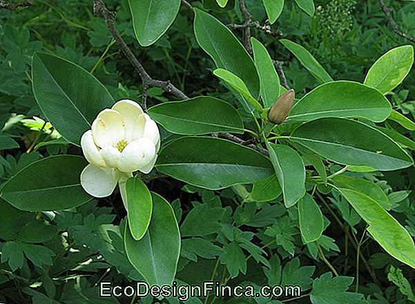 Magnolia (Magnolia Liliflora)