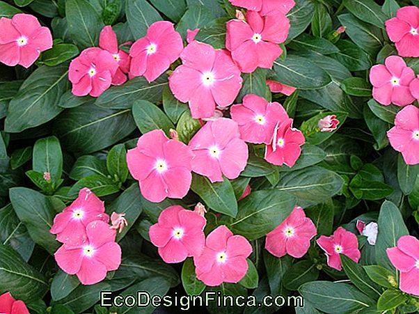 Vinca Pendente (Vinca Major)