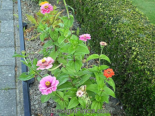 Cinnia (Zinnia Elegans)