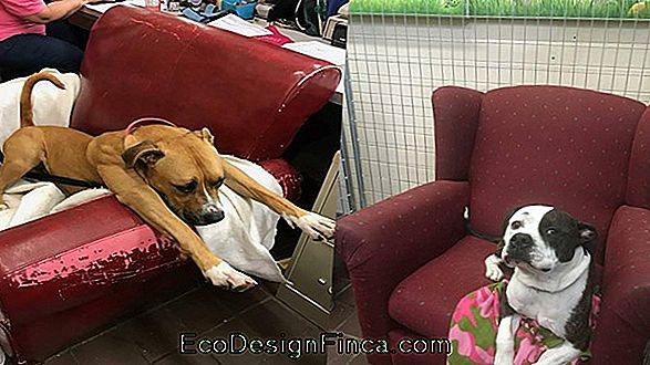 Dog Chair - Arabadaki Evcil Hayvanınızla Nasıl Yürüneceğini Öğrenin!