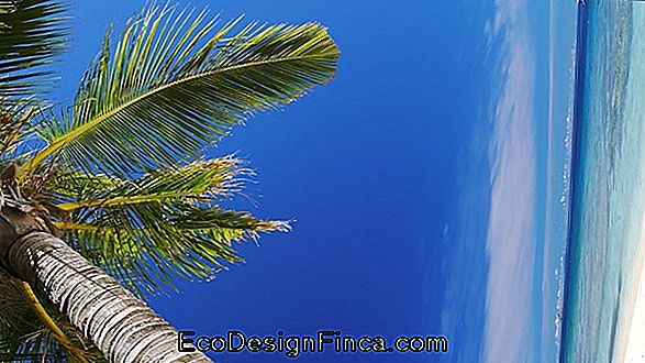 Blue Palm Tree: Kompletny Przewodnik Po Ogrodnictwie!
