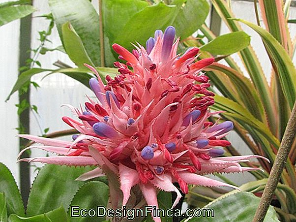 Bromeliad Catopsis