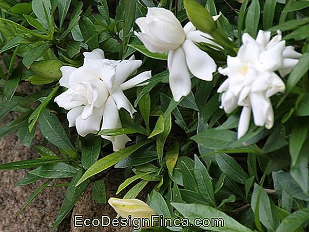 Cape Jasmine (Gardenia Jasminoides)