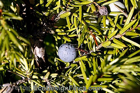 Kadiķis (Juniperus Communis L.)