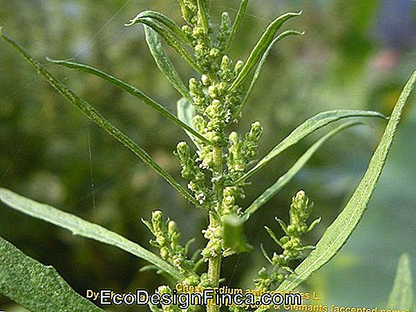 Chenopodium Ambrosioides