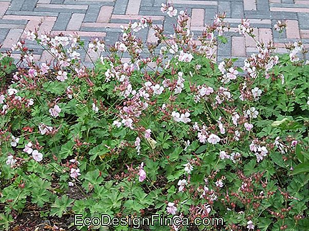 Roze Tuin: Ontdek Welke Soorten Te Gebruiken