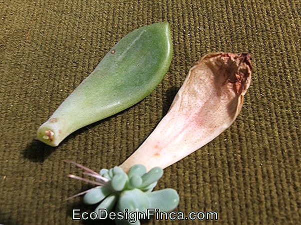 Tuin Van Cactussen En Vetplanten: Hoe Te Monteren