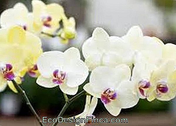 Hoe Zorg Je Voor Orchideeën