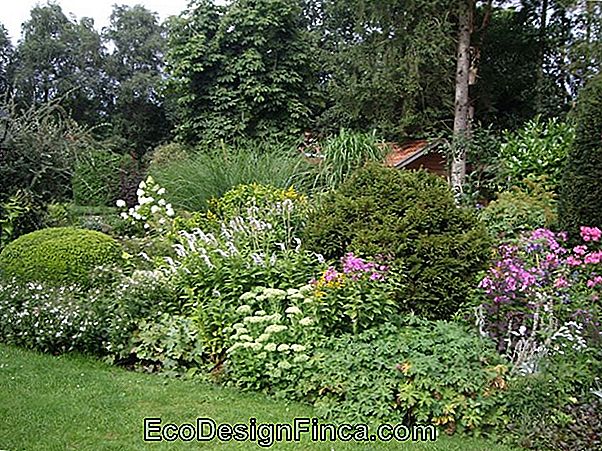 Zomer Met Een Bloeiende Tuin: Bekijk Enkele Soorten!
