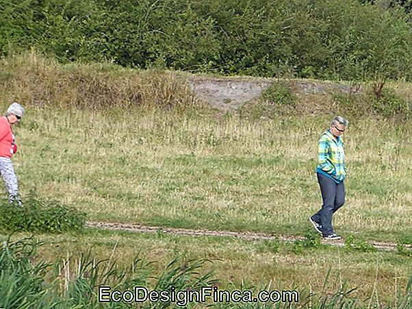 De Invloed Van De Fasen Van De Maan In Je Tuin