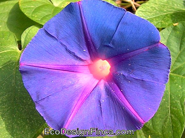 Ipomoea Purpurea