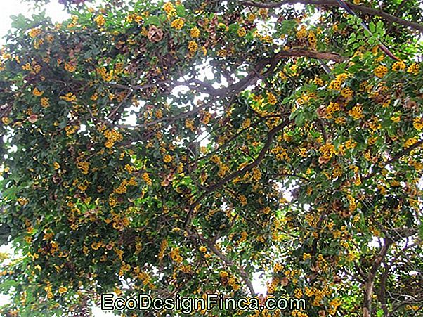 Pterocarpus Violaceus