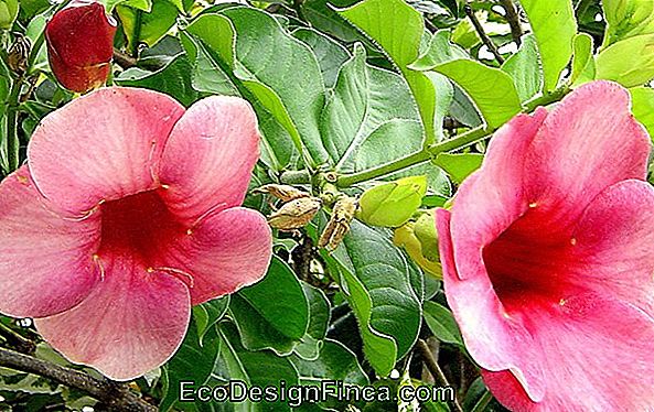 Alamanda Rosa (Allamanda Blanchetti)