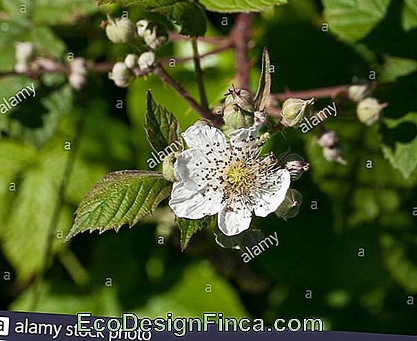 Blackberry Bush (Rubus Sp.)