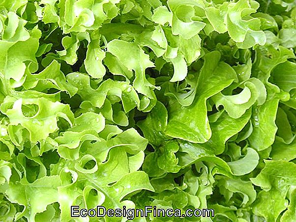 Lettuce (Lactuca Sativa)