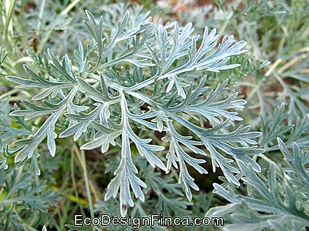 Losna (Artemisia Absinthium)