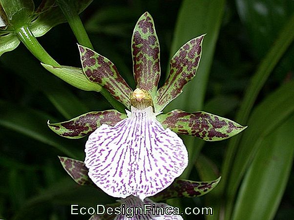 Orchid Flekker: Hvordan Å Behandle