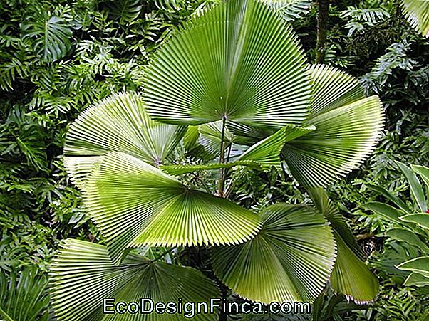 Fan Palm (Licuala Grandis)