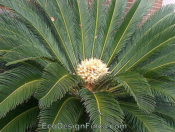 Cica Palm (Cycas Revoluta)