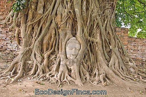 Boeddha-Boom (Podocarpus Macrophyllus)