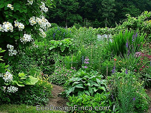 Het Planten Van Zaailingen In De Tuin