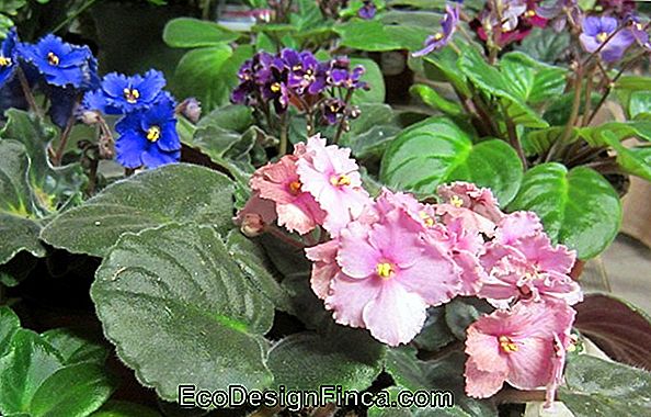 Violet Streptocarpus (Streptocarpus)