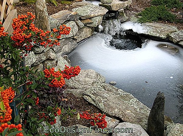 Fish Pond I Hagen: Hvordan Lage Dine 20 Fantastiske Bilder For Å Bli Inspirert!