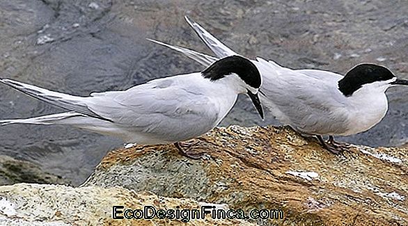 Tern (Boerhavia Diffusa)