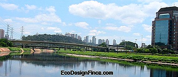 São Paulo Câștigă Primul Acoperiș Verde Cu Acoperișul Atlantic Forest