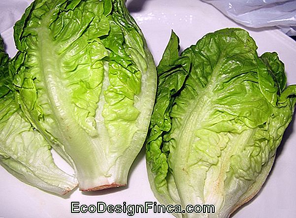 Salat (Lactuca Sativa)