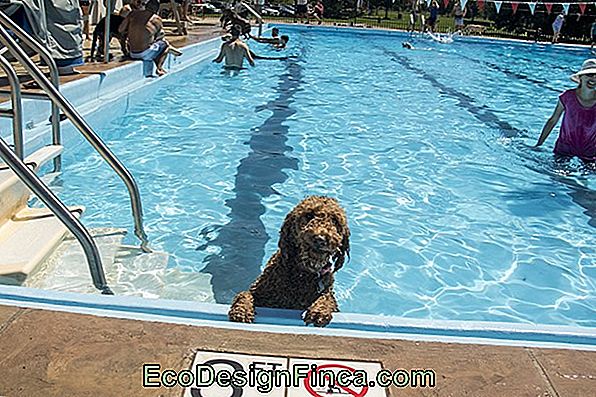 Dog Pool - 14 Idealnych Pomysłów Dla Twojego Przyjaciela W Lecie!