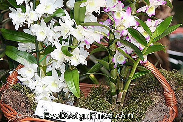 Cymbidium: Kolejna Orchidea, W Której Możesz Się Zakochać