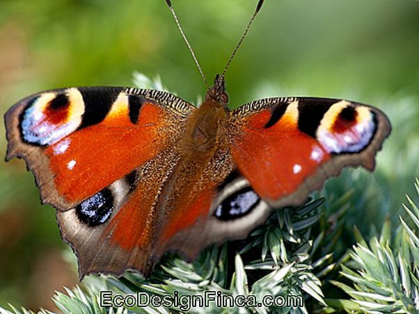 Jak Przyciągnąć Motyle Do Swojego Ogrodu