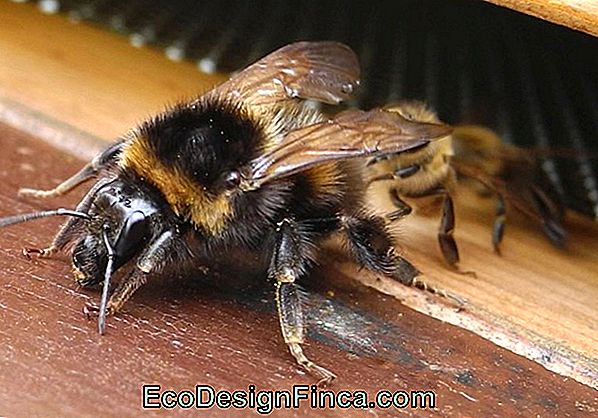 Specjalne Pszczoły: Świetni Przyjaciele W Ogrodzie